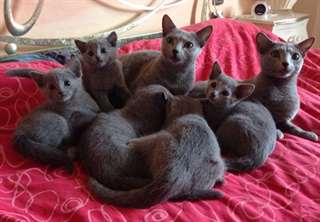 Chatons Bleu Russe
