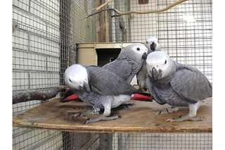 Perroquets africains gris, bleu et jaune aras