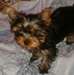adorable chiots d'apparence Yorkshire - photo 1