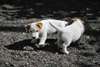 Chiots Jack Rusell Terrier - photo 2