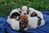 Chiots Jack Rusell Terrier - photo 3