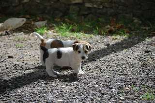 Chiots Jack Rusell Terrier