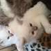 Magnifique sacré dechatons  Birmanie - photo 1