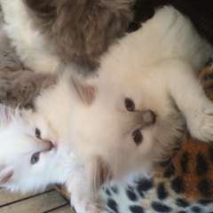 Magnifique sacré dechatons  Birmanie