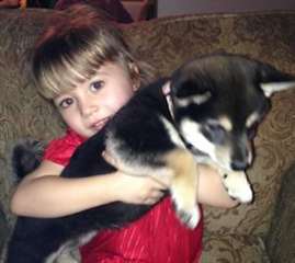 Noir Shiba inu Pure Race a donner