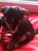 Femelle Chiot d'apparence Chihuahua - photo 2