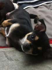 Femelle Chiot d'apparence Chihuahua