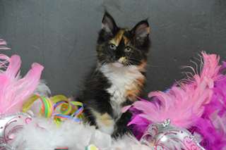 Chatons Maine Coon de Reference