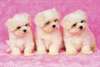 chiots bichon maltais - photo 2