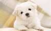 chiots bichon maltais - photo 3