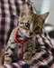 Chaton bengal - photo 2