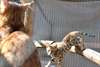 Chaton bengal - photo 3