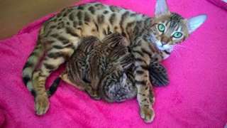 Chaton bengal