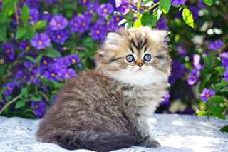 Chatons maine coon