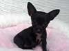Chiot Chihuahua Poils Courts Femelles et Garçons - photo 2