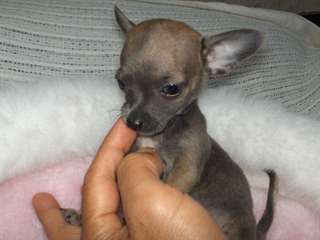 Chiot Chihuahua Poils Courts Femelles et Garçons