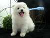 Chiots spitz allemand Male &amp; Femelle - photo 1