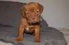 Chiots dogue de bordeaux - photo 2