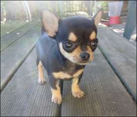 Chiot male chihuahua