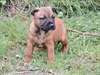 adorables Chiots amstaff lof dispo de suite - photo 1