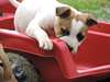 adorables Chiots amstaff lof dispo de suite - photo 2