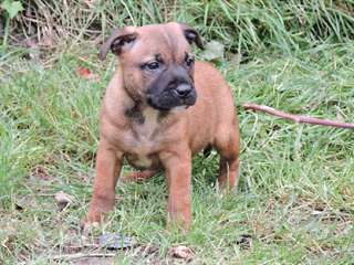 adorables Chiots amstaff lof dispo de suite