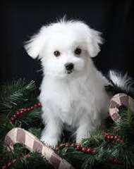 Magnifiques chiots maltais disponible