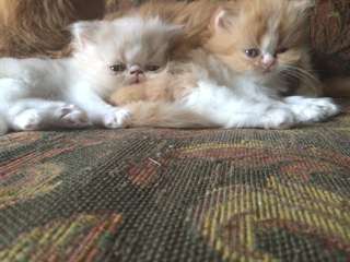 Voici les nouveaux nées de Yasmina et de Cachou