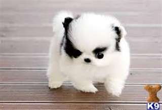 Magnifiques chiots pomeranie disponible