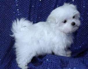Chiots maltais intelligents ** ** Adoption GRATUIT