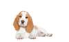 chiots beagle - photo 1