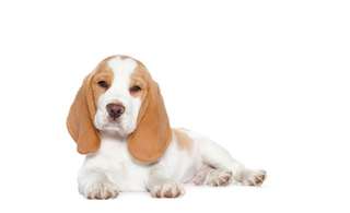chiots beagle