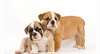 chiots Bulldog anglais - photo 2