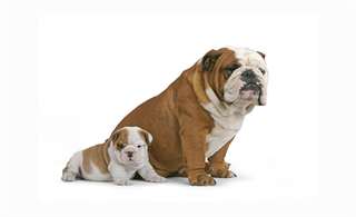 chiots Bulldog anglais