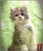 Chaton Maine Coon - photo 1