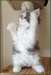 Chaton Maine Coon - photo 2