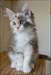 Chaton Maine Coon - photo 3