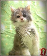 Chaton Maine Coon