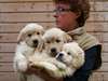 Adorable Chiots Golden Retriever - photo 2