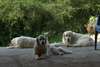 Adorable Chiots Golden Retriever - photo 3