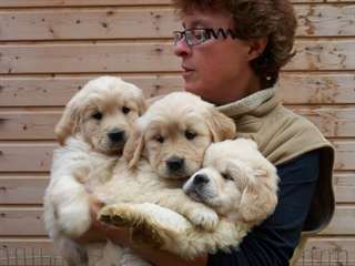 Adorable Chiots Golden Retriever