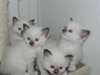 chatons type sacré de Birmanie - photo 1