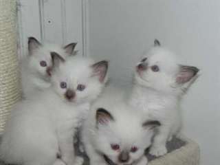 chatons type sacré de Birmanie