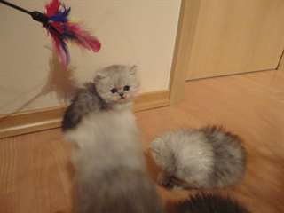 chaton persans disponible a donner