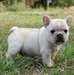 chiots bulldog Français famille formés a donner - photo 1