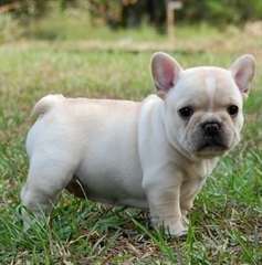 chiots bulldog Français famille formés a donner