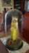 Jeune fille en cire dans un d&#244;me de verre - photo 3