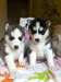 Magnifiques chiots husky sibérien disponible - photo 1
