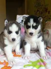 Magnifiques chiots husky sibérien disponible