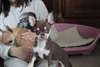 Magnifiques chiots chihuahua - photo 1